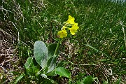 49 Orecchia d'orso (Primula auricula)